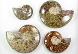 Lot: Lbs Beautiful Polished Ammonites - Pieces #76996-2